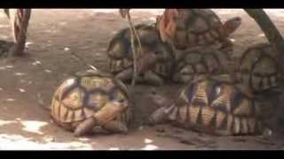 Ploughshare Tortoise Kids [upl. by Bautista954]