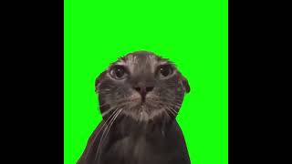 Wet Cat Staring at Camera Green Screen  Islak Kedi Yeşil Perde shorts cat dog [upl. by Nemzzaj]