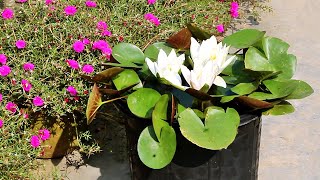 How To GROW WATER Lily At Home EASILY With All CARE Tips [upl. by Cash]