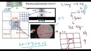 Hemocytometer principle [upl. by Sothena760]