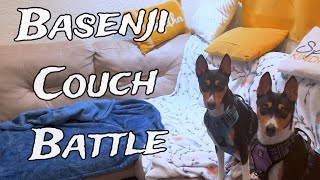 Basenjis Playing On The Couch [upl. by Legnaleugim]