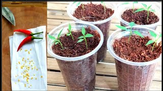 Agrieducation Put Chili Seed To Sprout In 2 Days [upl. by Culley]