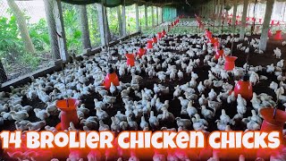 28 September 2024  14 day chicken Brolier chicks [upl. by Efal895]