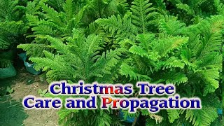 Christmas tree Grow amp Care I araucaria plant I christmas repotting How to Care for a Christmas Tree [upl. by Cohl]