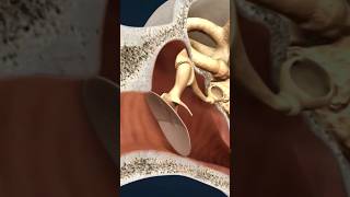 Crackling Sounds In The Ear shorts 3d education [upl. by Nugent]