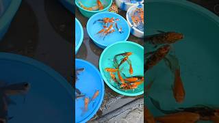 Live fish fish market kolkata pet market shots fish fishspecies youtubeshorts [upl. by Ateekal973]