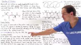 Structure of Proteins [upl. by Keele17]