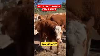 SAL COMÚN suplementación vaca ganaderos ganado ganaderia vaqueros toros torete campo agro [upl. by Iz]