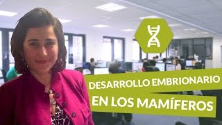 Desarrollo embrionario en los mamiferos  Biología  digiSchool [upl. by Akram784]