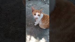 Olen n Flen cat catlover kucing kitten shortvideo animals subscribe [upl. by Vanzant]