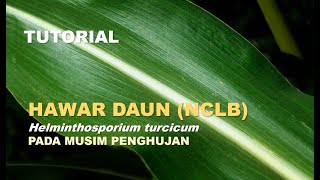 TUTORIAL Mengatasi penyakit hawar daun helminthosporium tursicum pd penanaman jagung di musim hujan [upl. by Arahset]