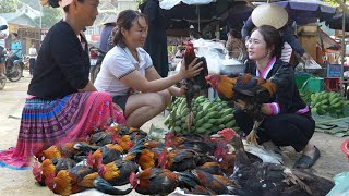 2 year living in forest  The most beautiful flock of wild chickens in market sold out in 5 minutes [upl. by Black578]