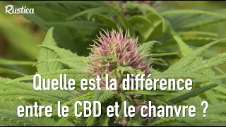 Quelle est la différence entre le CBD et le chanvre [upl. by Sybila90]