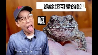 【昆蟲擾西上課了！】蟾蜍真的超可愛的啦！ super cute toads [upl. by Nonad889]