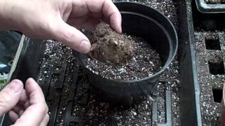 Spring Planting IndoorsCaladiums Tubers [upl. by Carrel22]