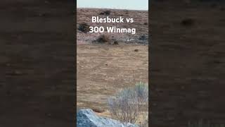 Blesbuck vs 300 Winmag longrangeshooting longrangehunting 300winmag southafrica [upl. by Sopher758]