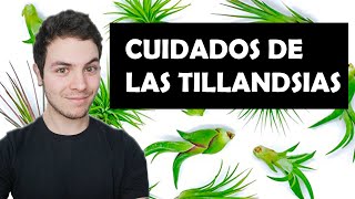 ¿Qué CUIDADOS necesitan las TILLANDSIAS [upl. by Nnairak618]