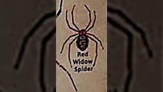 TYPES OF SPIDERSPART14RED WIDOW SPIDERspider creaturetseriesLIKEMYTHMrBeast [upl. by Clymer]