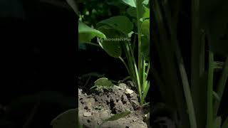 Careful hand of grower pulls radish out of soil [upl. by Znarf899]