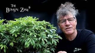 Repotting My Banyan Style Schefflera Part 1 The Bonsai Zone July 2022 [upl. by Eymaj461]