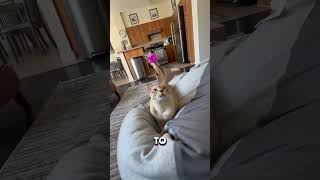 Scammed by Amazon cat toy but it worked out cat capcut [upl. by Rawna]