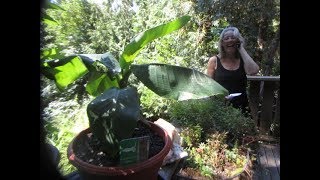 Dwarf Cavendish Banana Musa acuminata will produce edible fruit [upl. by Noivad255]