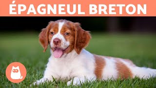 ÉPAGNEUL BRETON  Caractéristiques et soins [upl. by Weinert]