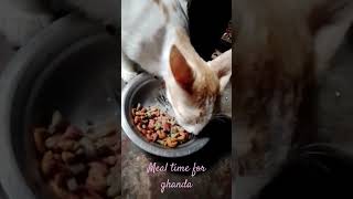 guess what brand of cat food does my cat eats [upl. by Naoma625]