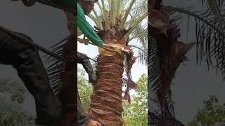 pruning kurma kurmakediri ketahananpangan tanikurma kurma superfood stockfood fyp viral 4u [upl. by Lishe943]