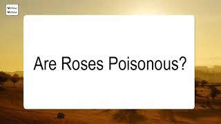 Are Roses Poisonous [upl. by Thibaud]