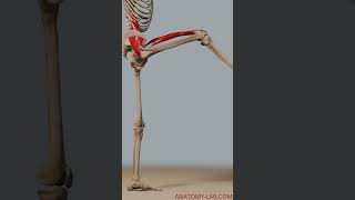 Range of motion hip Flexion [upl. by Darra]