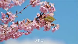 道の駅みょうぎ・河津桜 とメジロ 2024 0321 Guitar By KOkabe Scherzino Mexicano（MM Ponce） [upl. by Enihpesoj673]