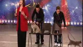 Britains got talent  Cats [upl. by Verne]