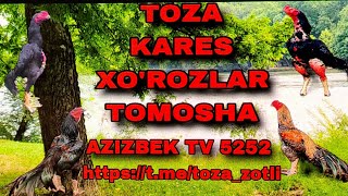 TOZZA KARES XOROZLAR [upl. by Emili]