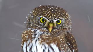 Northern Pygmy Owl Hunting in Snowstorm [upl. by Attesor]