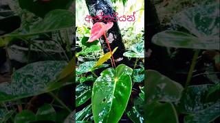 ඇන්තූරියන් මල🌷  4 Anthurium mala flowers vidio flower shop🥰✔️ [upl. by Dduj]