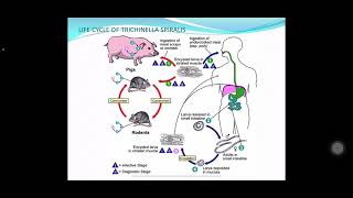 Nematodes 8 Trichinella spiralis [upl. by Orabelle]