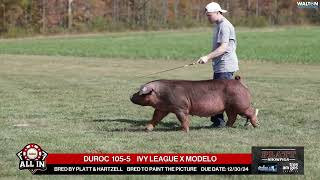 DUROC 1055  quotAll Inquot Bred Gilt Sale  Nov 16th 2024 [upl. by Swanhilda]