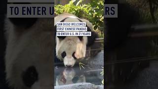 San Diegans get sneak peek of first Chinese pandas to enter US in 21 years [upl. by Etty]