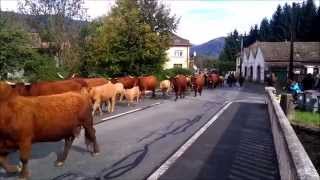 Transhumance cow herders in the Ballon DAlsace France [upl. by Anez]