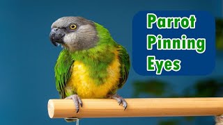 Why Parrots Pupils RAPIDLY Dilate and Constrict Eye Pinning [upl. by Gaspar]