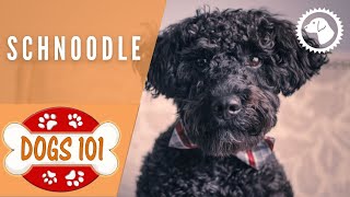 Dogs 101  SCHNOODLE  Top Dog Facts about the SCHNOODLE  DOG BREEDS 🐶 Brooklyns Corner [upl. by Eynaffit]