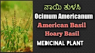 ನಾಯಿ ತುಳಸಿ Ocimum Americanum American Basil [upl. by Nnaeitak]