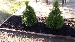 How To plant An Arborvitae Tree [upl. by Quintus]