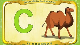 Multipédia des animaux La lettre C  le Chameau [upl. by Ellehsem]