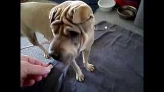 Sharpei 2 hand desensitization [upl. by Grobe]