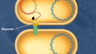 Bacterial Conjugation [upl. by Lirrehs]