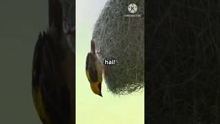 Bird nest Nest birdslovertrendingshorts viralreel [upl. by Eiten]