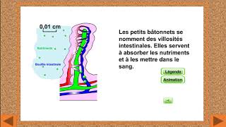 Labsorption intestinale au niveau des villosités [upl. by Rene]