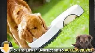 Should Your Shih Tzu Eat Homemade Dog Food [upl. by Maible]